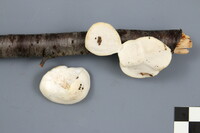 Tyromyces chioneus image